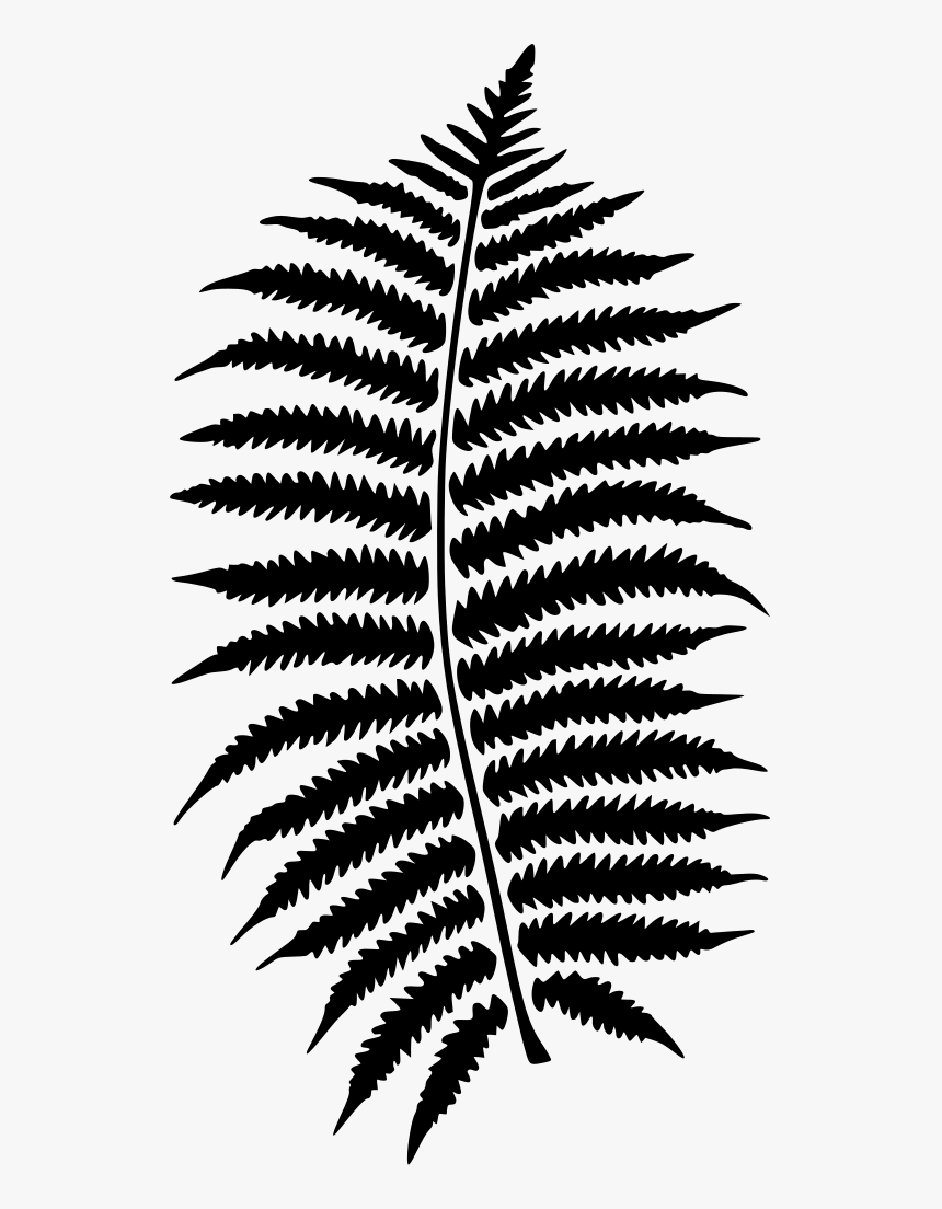 Transparent Background Fern Transparent, HD Png Download, Free Download