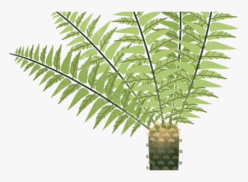 Ostrich Fern, HD Png Download, Free Download