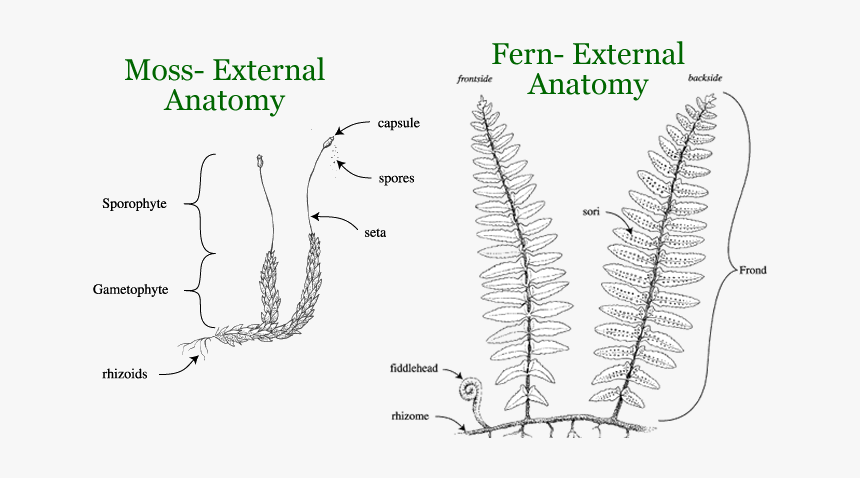 Ferns, Mosses, Horsetails - Filicinophyta Structure, HD Png Download, Free Download