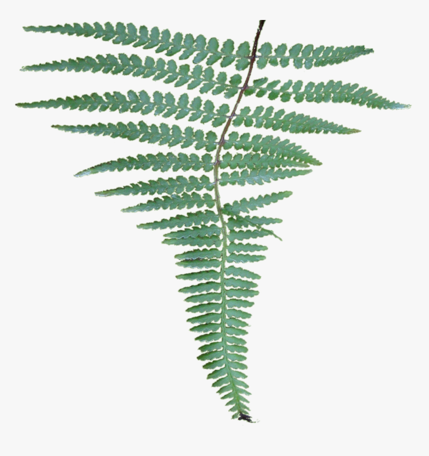 - - /previews/010-fern4 - Medium - Jpeg - Fern, HD Png Download, Free Download