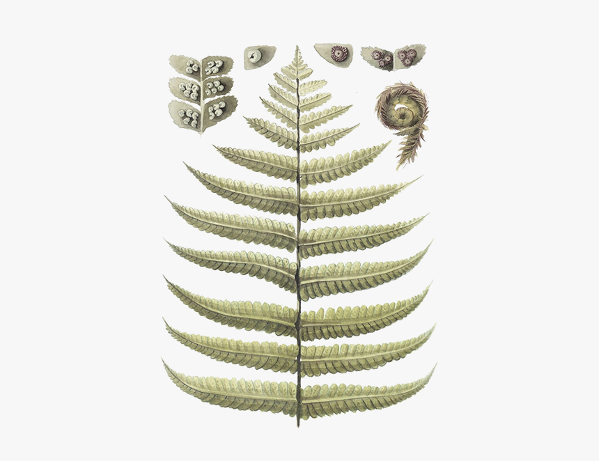 Ostrich Fern, HD Png Download, Free Download