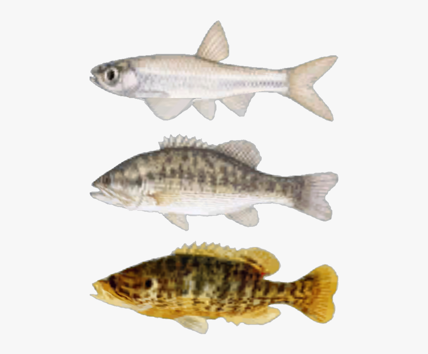 3 Pictures Of Fishes - Fallout New Vegas Fish, HD Png Download, Free Download