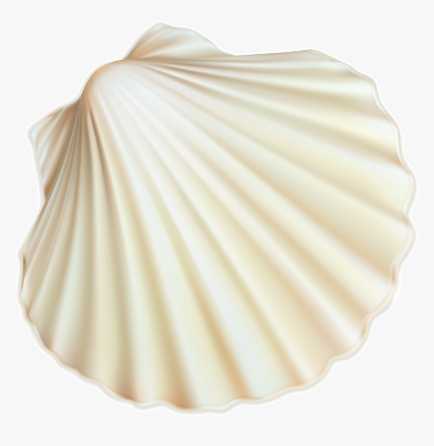 Scallop, HD Png Download, Free Download