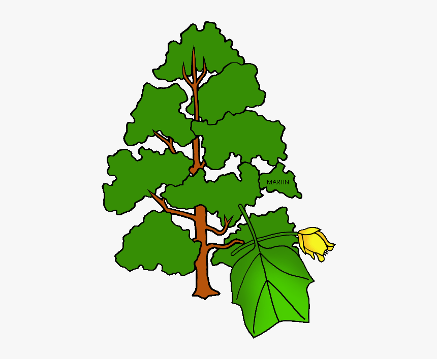 United States Clip Art By Phillip Martin, Indiana State - Indiana State Tree Drawing, HD Png Download, Free Download