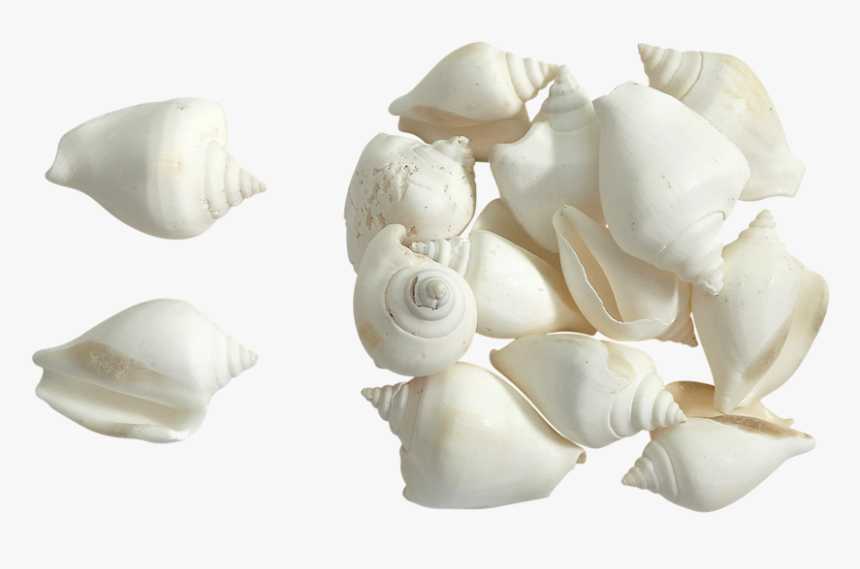 Canarium White Seashells 2 - White Seashells Png, Transparent Png, Free Download