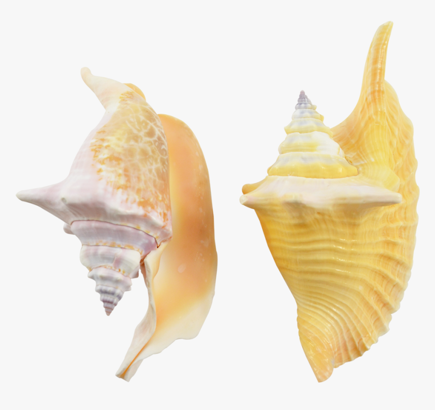 Rooster Conch Decorative Shell Seashells 4-6 - Shell, HD Png Download, Free Download