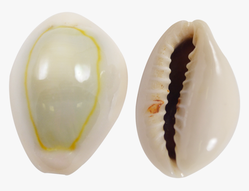 Ring Top Cowrie Shells - Ring Top Cowrie, HD Png Download, Free Download