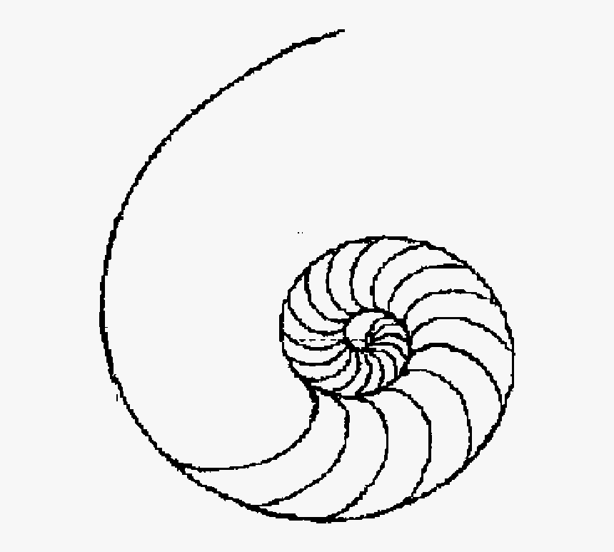 Drawing Shell Easy - Simple Line Art Design, HD Png Download, Free Download