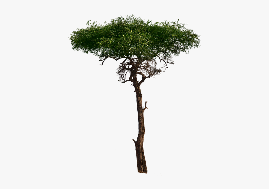 Tree, Aesthetic, Foliage, Burkea Africana, African - African Tree Png, Transparent Png, Free Download