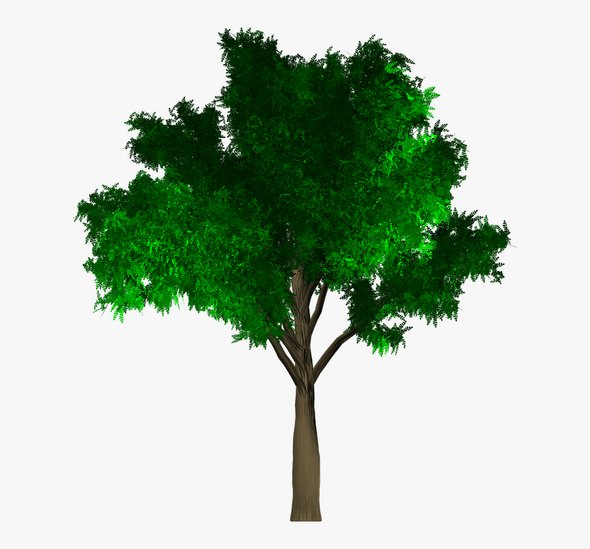 Tree, Isolated, Leaf, Green, Foliage, Branch, Ecology - आंतरराष्ट्रीय योग दिवस मराठी माहिती, HD Png Download, Free Download