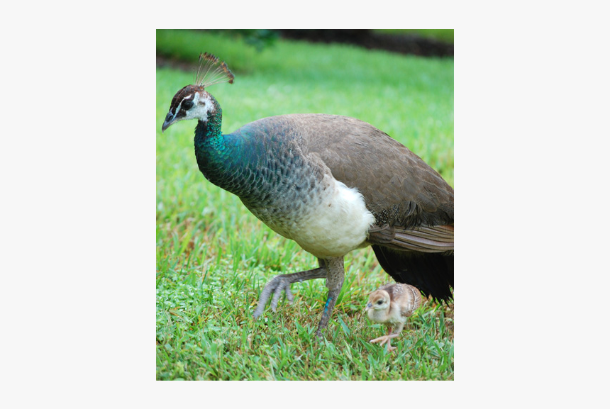 Child Peacocks, HD Png Download, Free Download