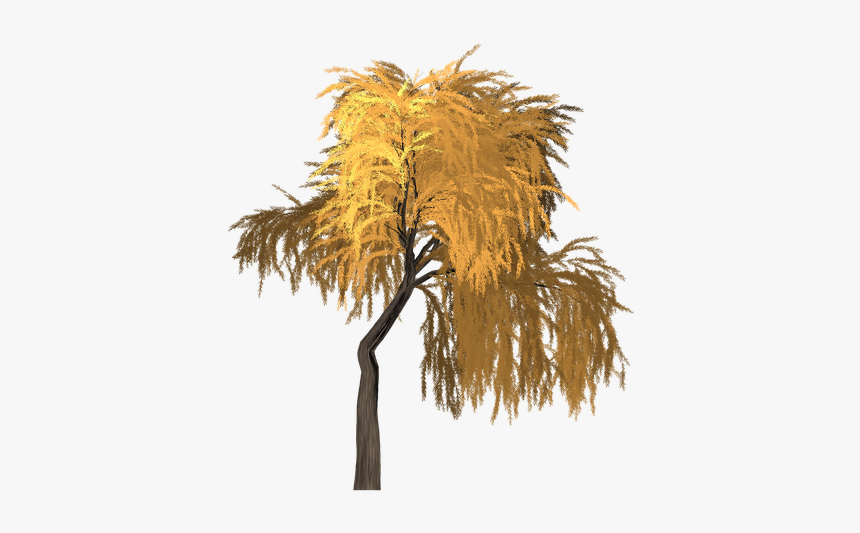 Willow, Tree, Orange, Yellow, Summer, Outdoor, Nature - Portable Network Graphics, HD Png Download, Free Download