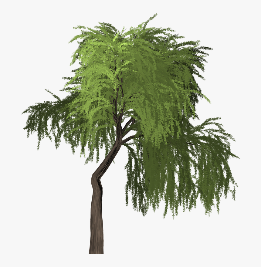 Willow Tree Green - Portable Network Graphics, HD Png Download, Free Download