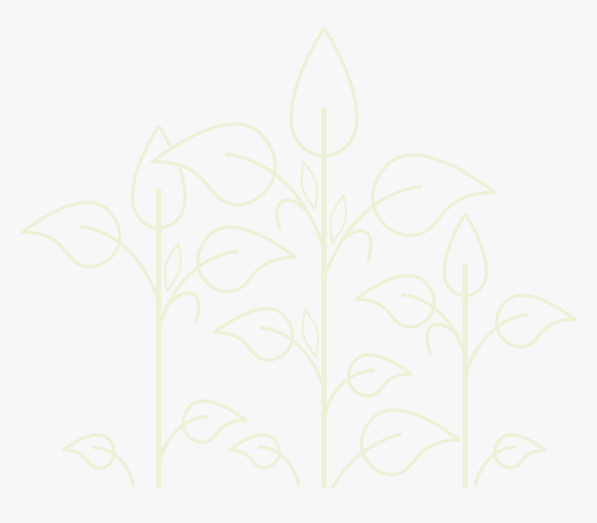 Plants - Drawing, HD Png Download, Free Download