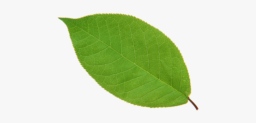 Leaf Apple High-definition Television - Swamp Birch, HD Png Download, Free Download