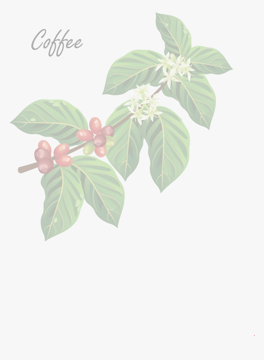 Coffee Flower Vector, HD Png Download, Free Download