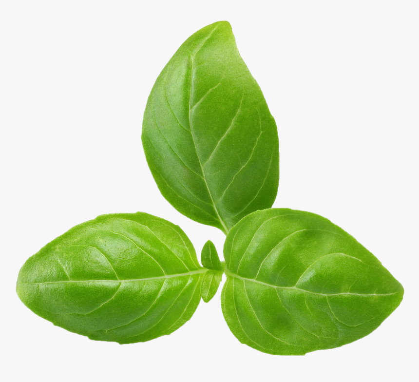 Leaf Vegetable, HD Png Download, Free Download