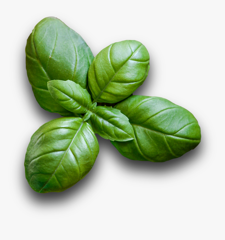 Basil Hd HD Png Download kindpng