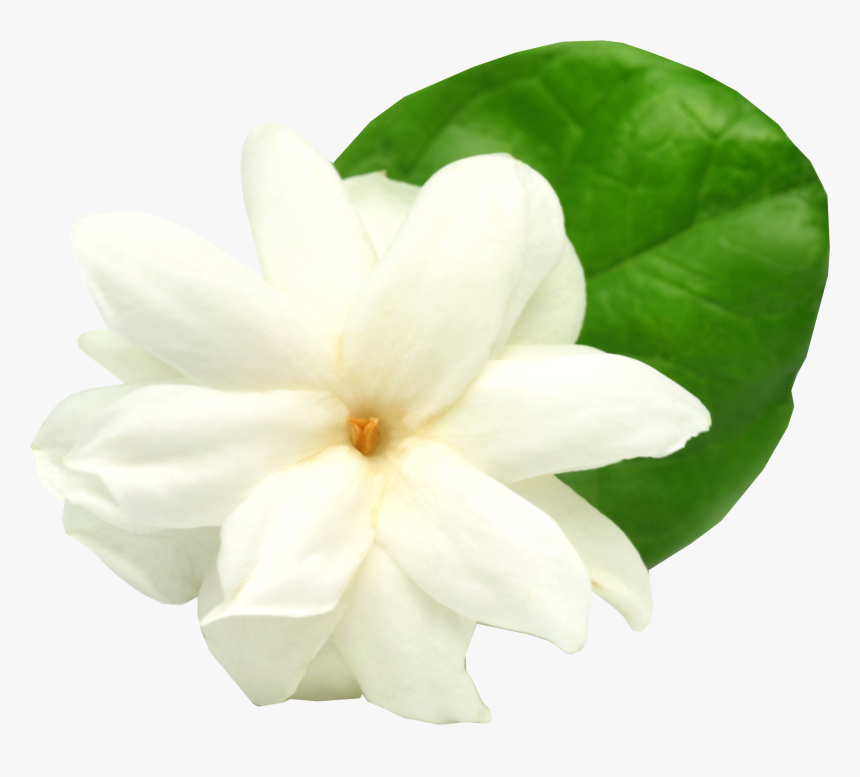 Gardenia Flowers Png Free Image Download - Jasmine Flower Transparent Png, Png Download, Free Download