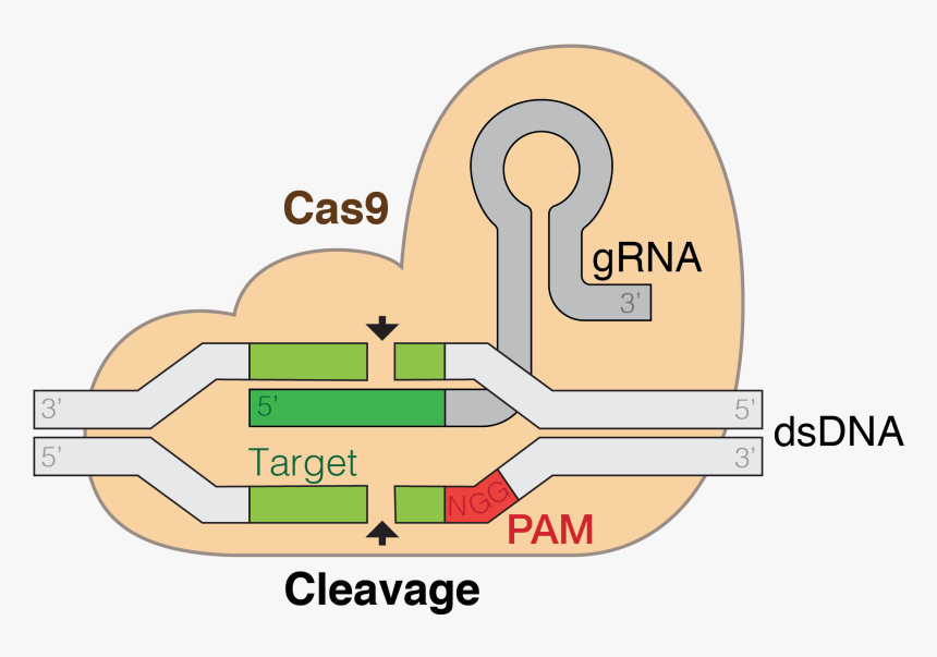 Crispr Cas9, HD Png Download, Free Download