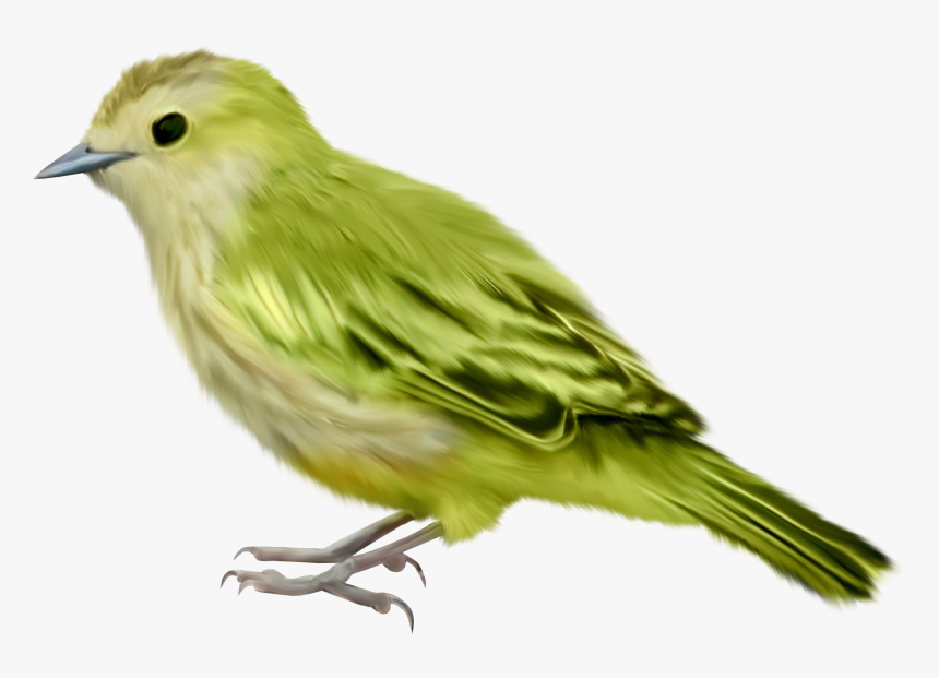 Single Bird Png High-quality Image - Bird Transparent Background, Png Download, Free Download