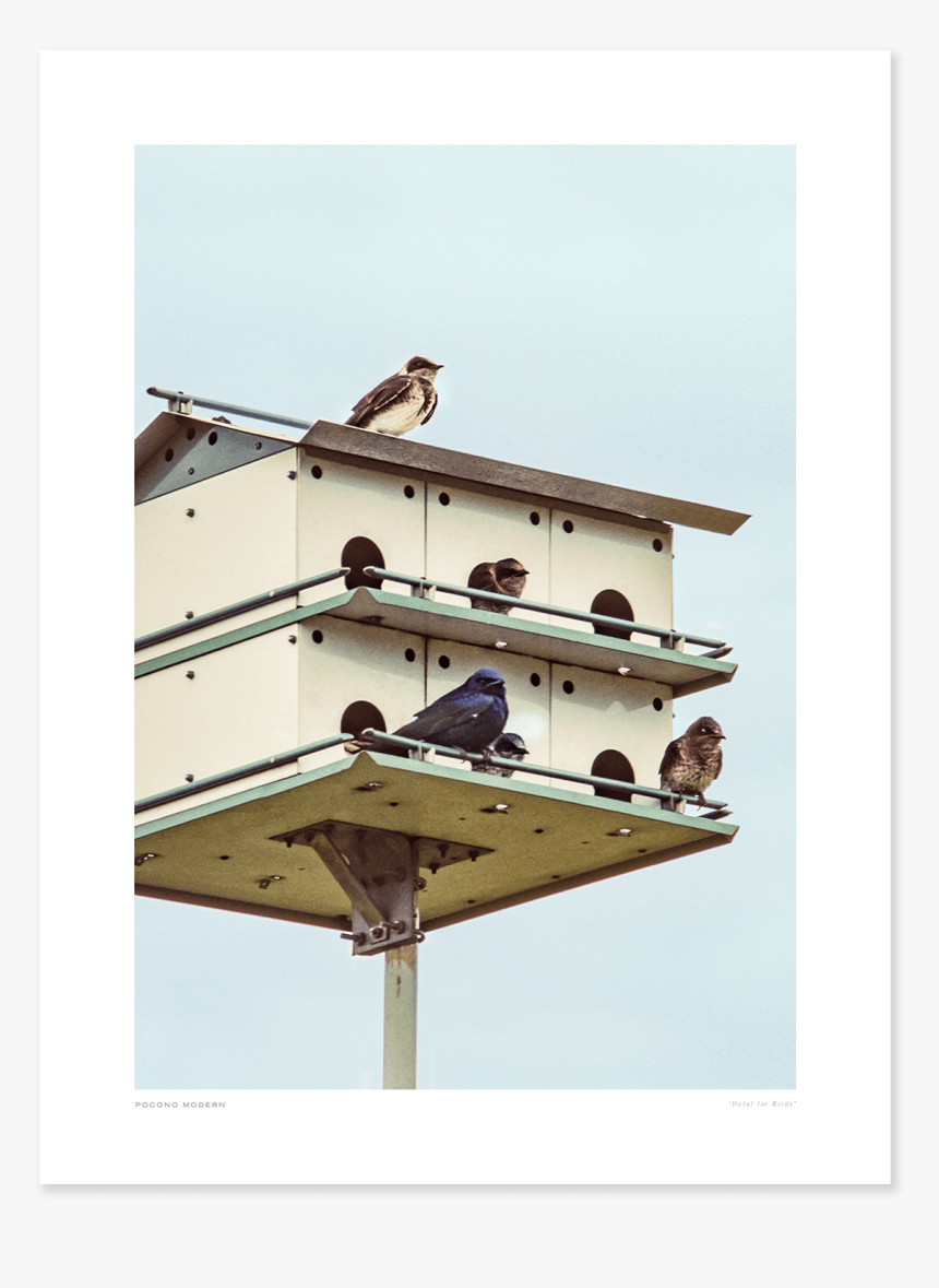 Main Hotel For Birds - Pigeons And Doves, HD Png Download, Free Download