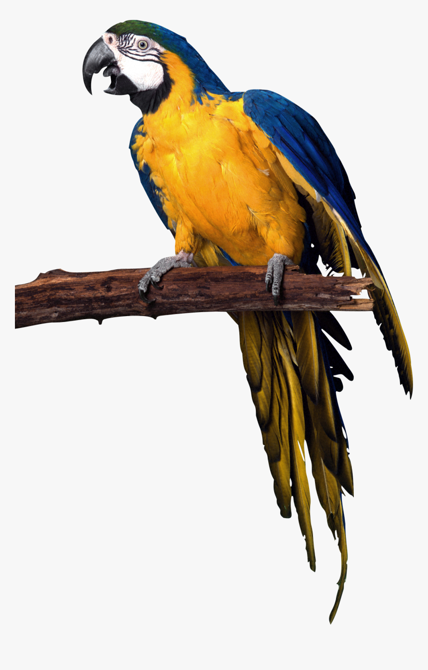 Parrot Png Images, Free Download - Parrot Transparent Background, Png Download, Free Download