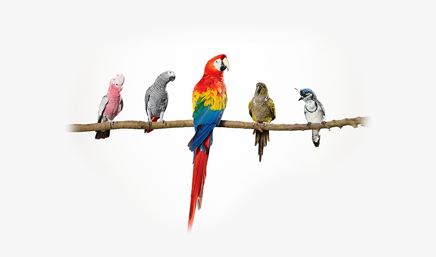 Indian Parrot Png, Transparent Png, Free Download