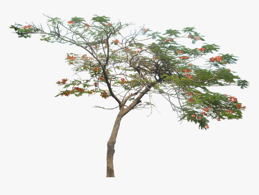 Royal Poinciana Png, Transparent Png, Free Download