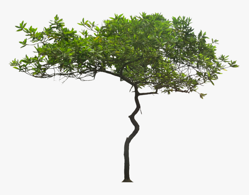 Free Png Png Kukui Tree Png Images Transparent - Acacia Tree Transparent Background, Png Download, Free Download