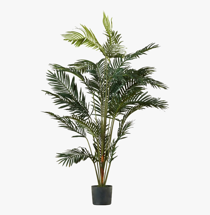 Palm Tree Plant Png, Transparent Png, Free Download