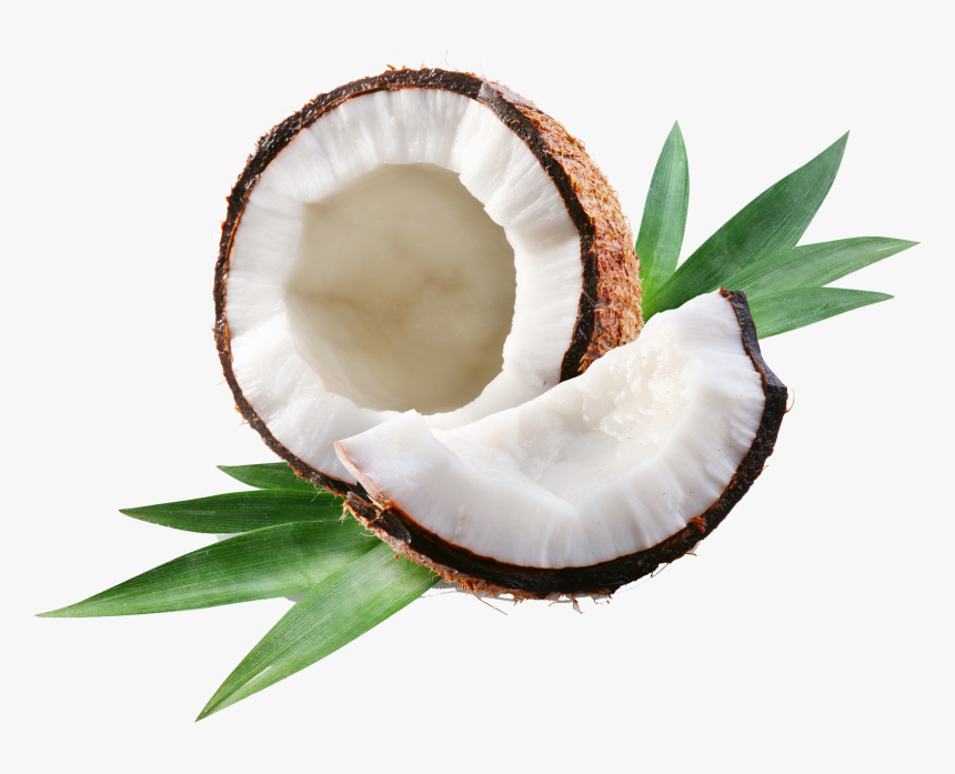 Coconut1 - Open Coconut, HD Png Download, Free Download