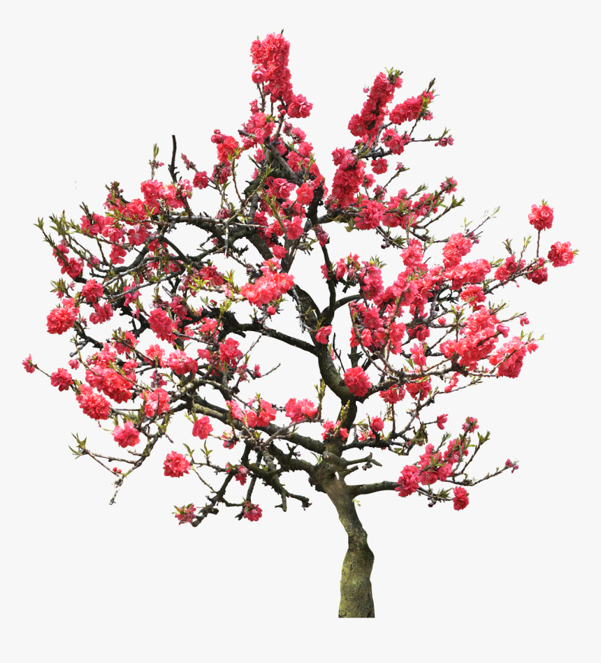 Red-bud - University Of Maryland University College, HD Png Download, Free Download