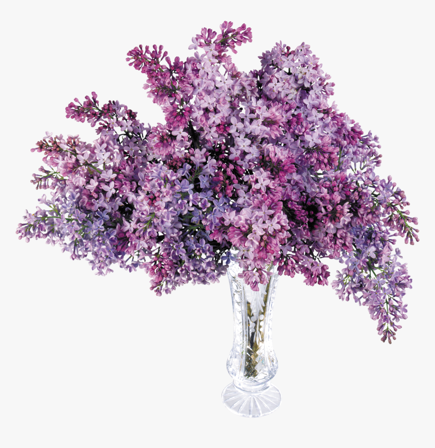 Lilac Tree Png - Transparent Lilac, Png Download, Free Download