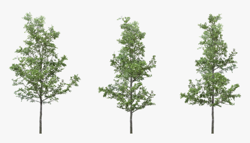 Png Cut Out Trees Photoshop , Png Download - Png Tree For Photoshop, Transparent Png, Free Download