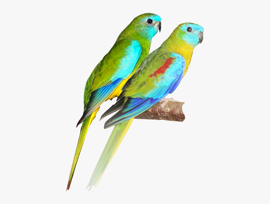 Turquoise Parrot, HD Png Download, Free Download