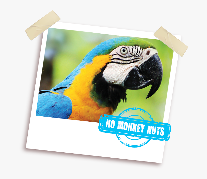 Parrot, HD Png Download, Free Download