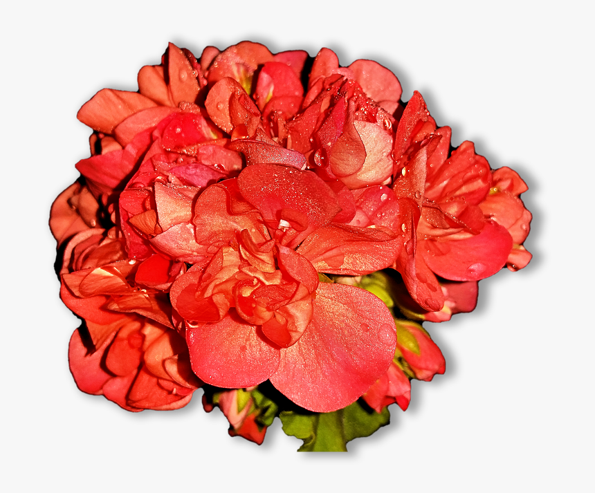 Home Flowers, Pelagonia, Png - Gėlės Png, Transparent Png, Free Download