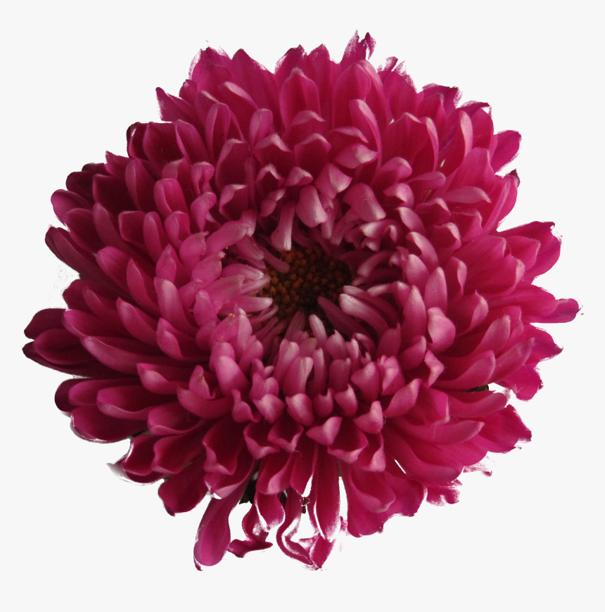 Chrysanthemum - Maroon Flowers Transparent Background, HD Png Download, Free Download