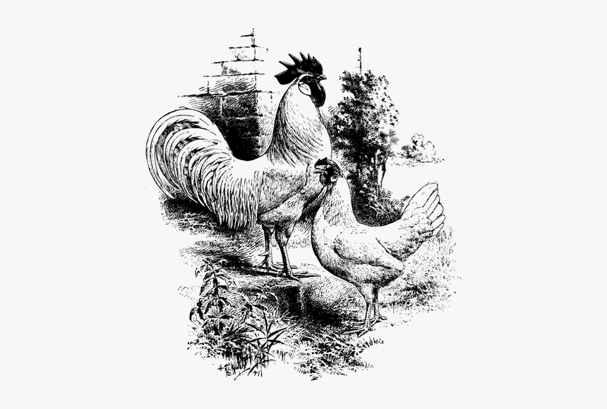 Rooster And Hen - Chicken Line Drawing Rooster, HD Png Download, Free Download