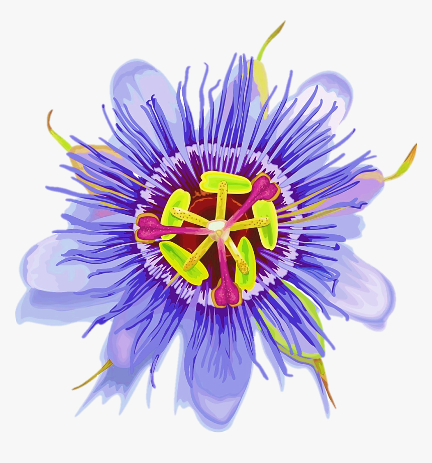 Purple Passionflower, HD Png Download, Free Download