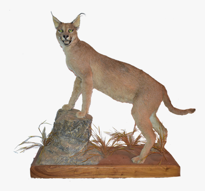 Caracal Full Mount Cr1 - Caracal Png, Transparent Png, Free Download