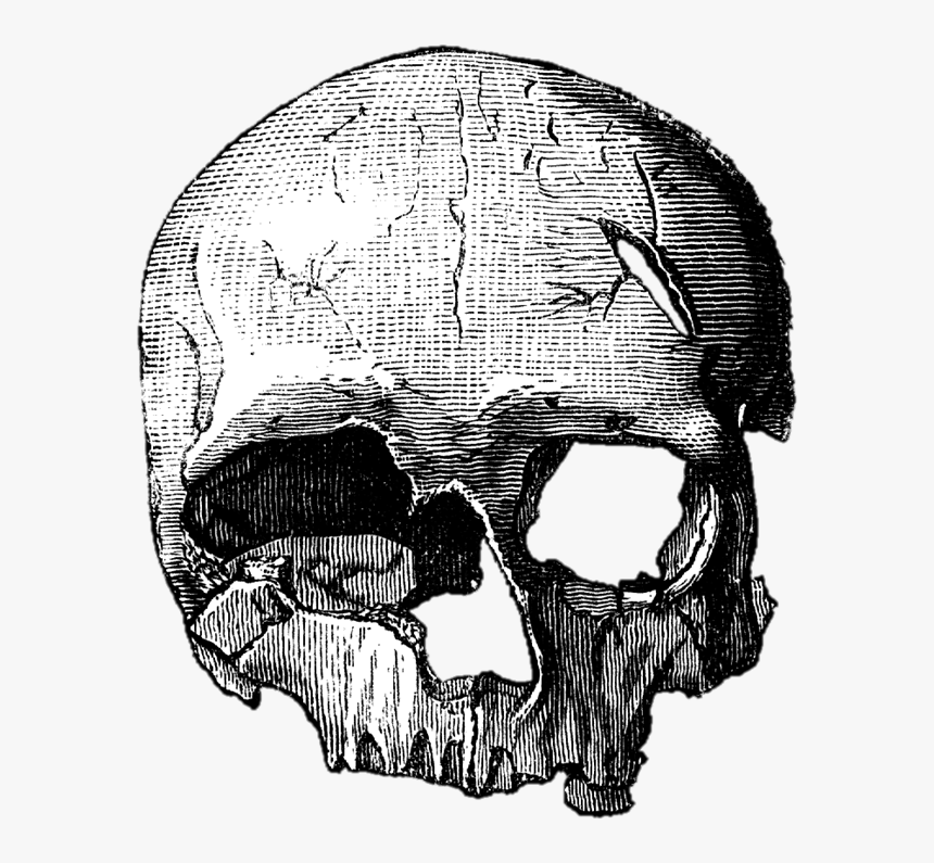 Em Png Quero Imagem - Cro Magnon Skull Drawings, Transparent Png, Free Download