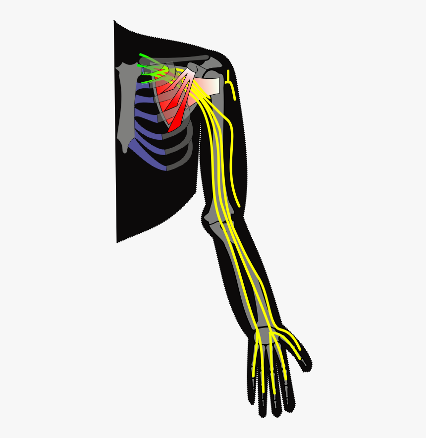 Ch13 Brachial Plexus - Brachial Plexus Unlabeled Arm, HD Png Download, Free Download