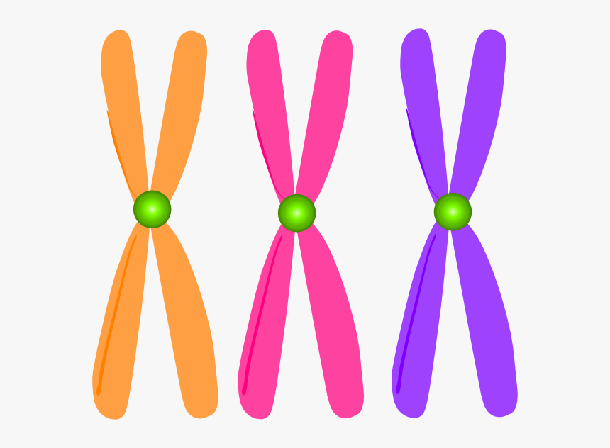 Images Of Spacehero Chromosomes - Clip Art Chromosomes, HD Png Download, Free Download