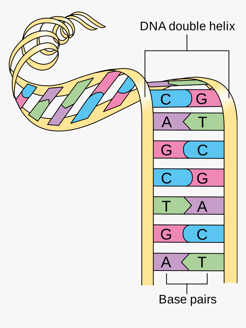 Dna Clipart Chromosome - Struttura A Doppia Elica Dna, HD Png Download, Free Download