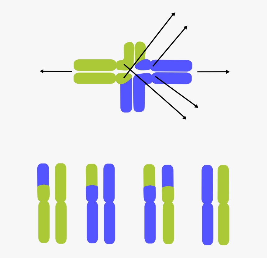 Angle,symmetry,area - Chromosomal Translocation Clipart, HD Png Download, Free Download