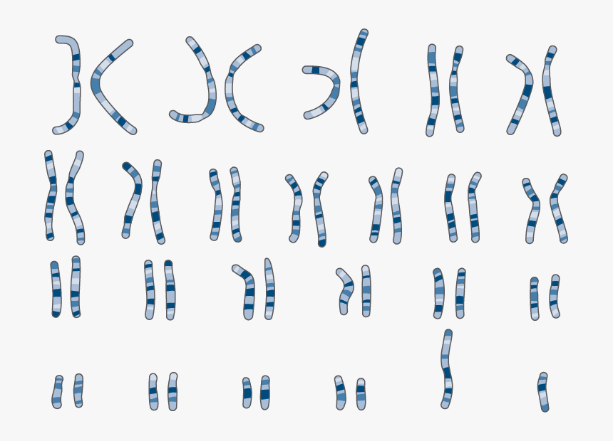 Karyotype Art, HD Png Download, Free Download