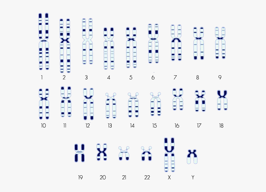 Snp Location In Chromosome, HD Png Download, Free Download