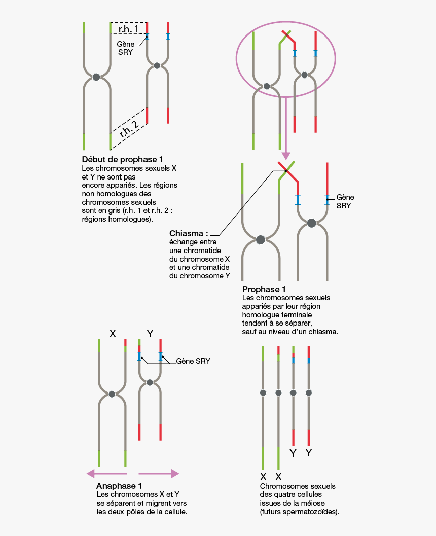 Svtt 1606 01 00c - Gène Sry Sur Chromosome X, HD Png Download, Free Download